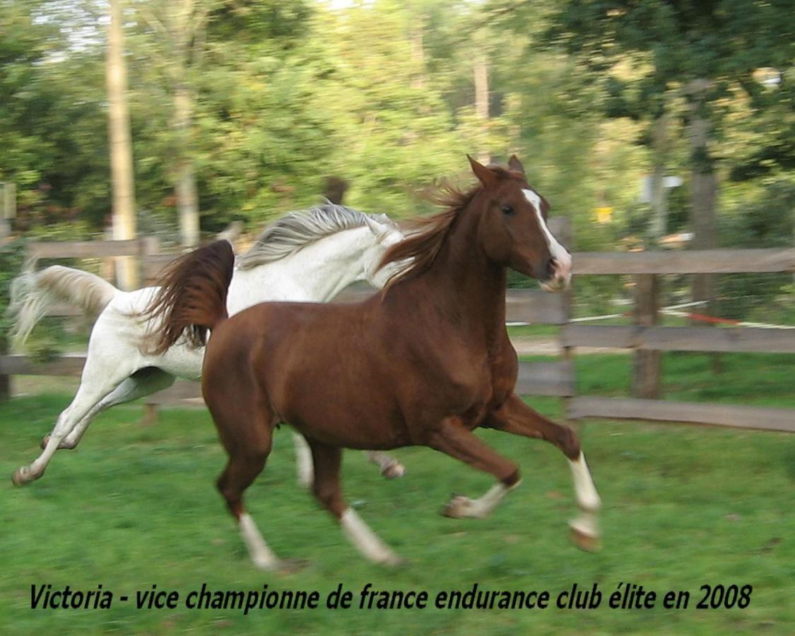 Le Ranch Amadeus Bed & Breakfast Saint-Paul-en-Born Bagian luar foto