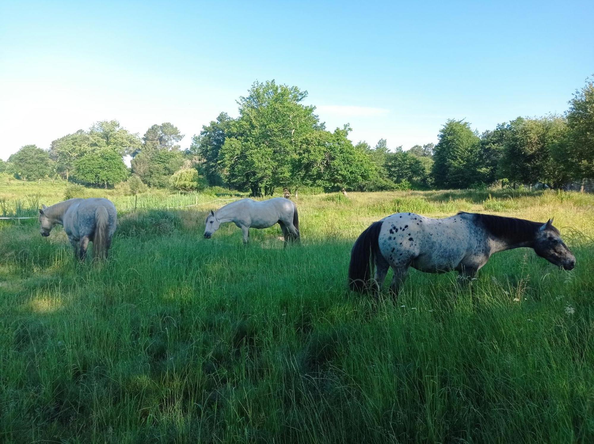 Le Ranch Amadeus Bed & Breakfast Saint-Paul-en-Born Bagian luar foto