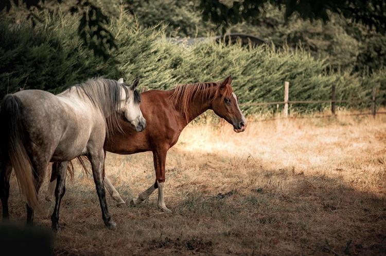 Le Ranch Amadeus Bed & Breakfast Saint-Paul-en-Born Bagian luar foto