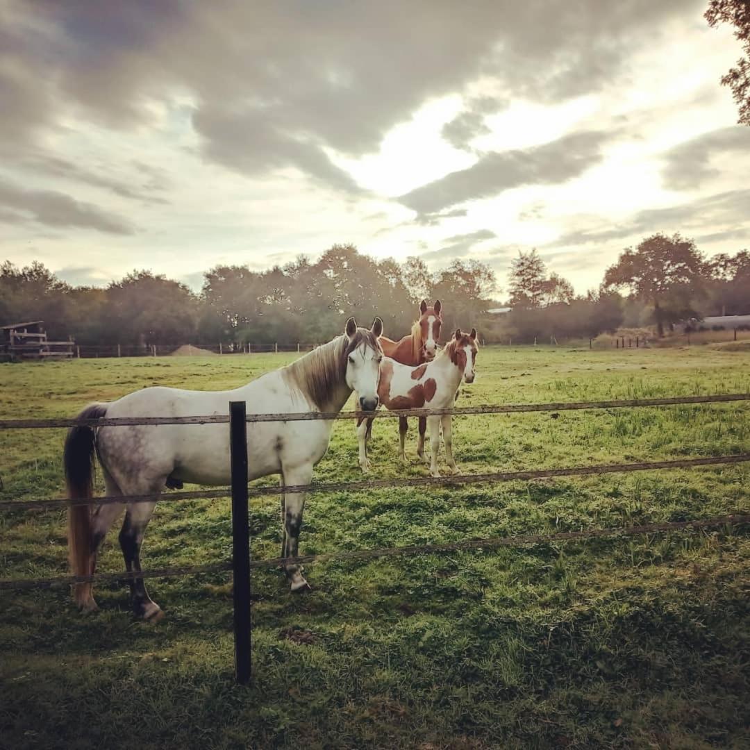 Le Ranch Amadeus Bed & Breakfast Saint-Paul-en-Born Bagian luar foto